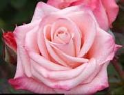 unknow artist Realistic Pink Rose oil painting
